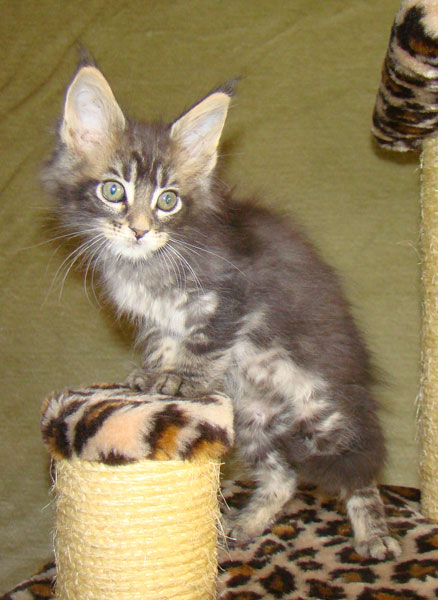     Catsvill County!   !    !       !!!    Catsvill County +7-926-544-74-09     .   ,   ,   ,    ,   ,  ,     ,   -,    ,   !